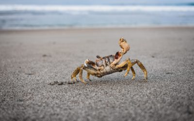 I’ve decided to become an anti-crab